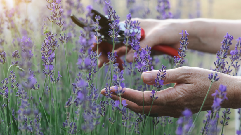 Levandula rozkvitne dvakrat za leto ak ju spravne zrezete Kedy a ako zacat
