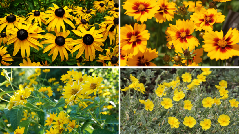 Tip na vysadbu slnecny zahon pre pochmurne dni