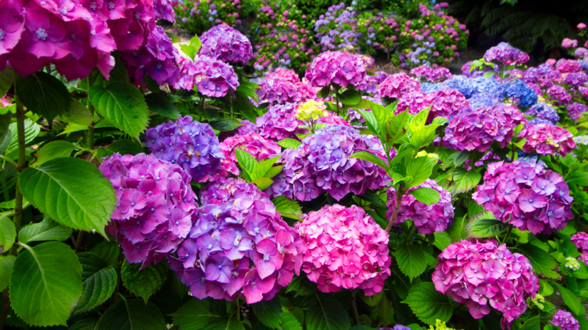 Hortenzie nekvitnu Moze za to rez a hnojivo