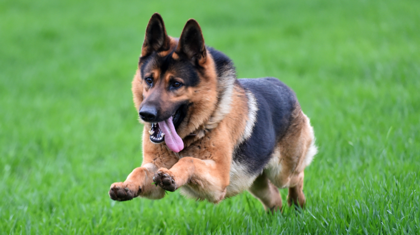 Pes napadol dvoch muzov jedneho museli transportovat vrtulnikom