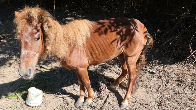 Recidivista z Malinca tyral ponyho takmer ho vyhladoval
