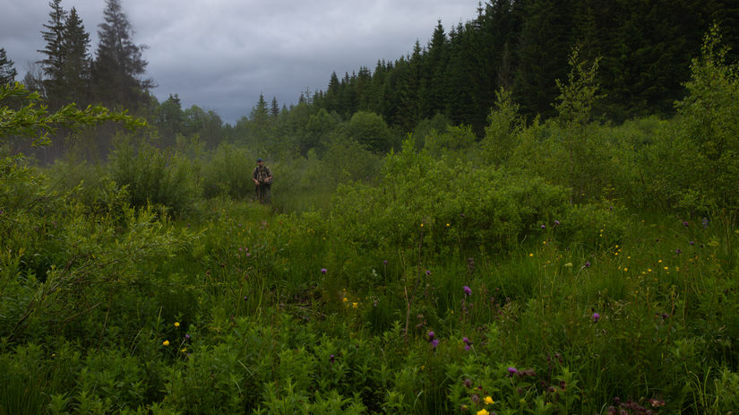 Taraba Rocne sa vytazi len 63 percent prirastku lesov Opoziciu obvinil z hysterie