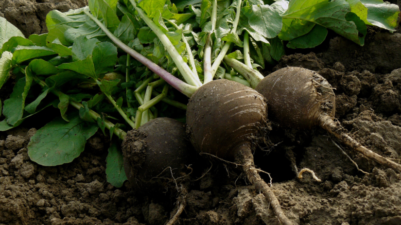 Volne hriadky po zbere Vyskusajte redkev