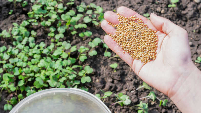 Jesenny trik nahradi hnojivo a chemiu
