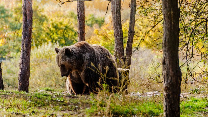 TANAP varuje V okoli Tatranskej Lesnej medved po zrazke s autom
