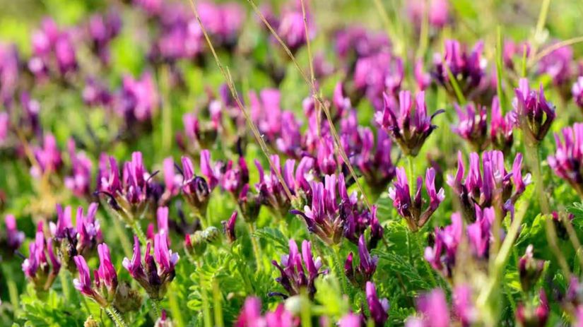 Zbohom stresu a oslabenej imunite riesenie z Azie