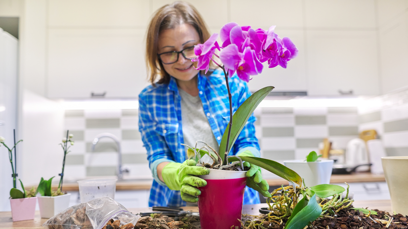 orchidea nekvitne aj ked vyzera zdravo najcastejsie priciny a ako ich odstranit