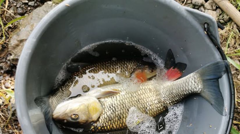 Tieto slovenske ryby nekonzumujte Obsahuju arzen ktory sposobuje rakovinu najma pluc a pecene Skodia aj srdcu a cievam