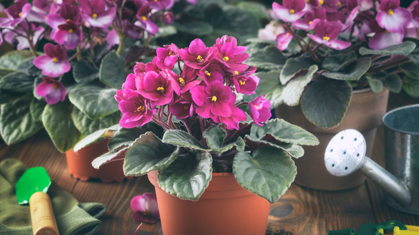 Africke fialky nekvitnu Najcastejsie chyby ktore z nich robia len zelene rastliny bez kvetov