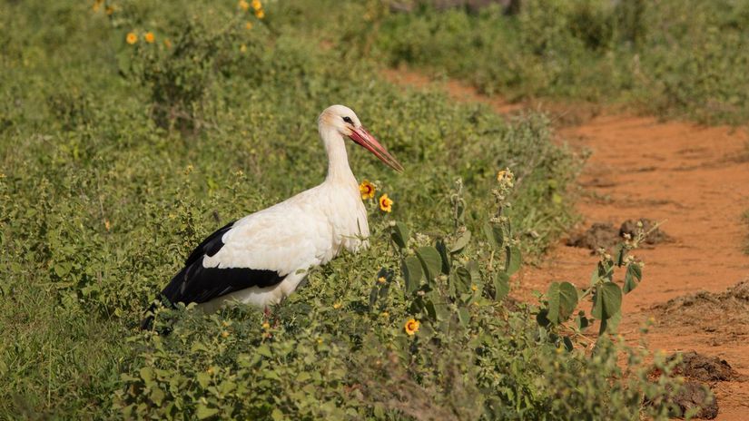 Rastuci lov bocianov v Afrike slovenske vtaky zimuju v oblastiach kde ich predavaju na trhoch
