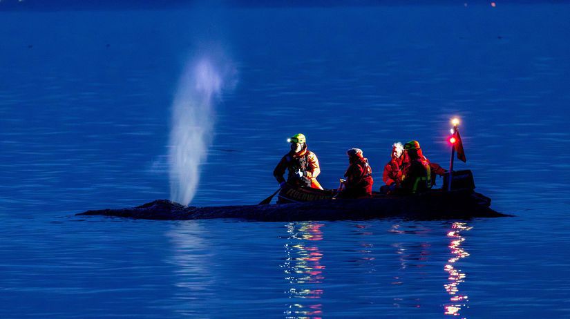 Zachrana ktora dojala Nemecko Velryba unikla z plytciny pomohli jej ludia ale boj o navrat domov pokracuje