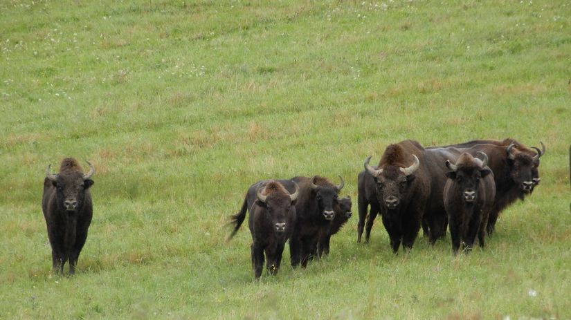 rarita slovenskej prirody sitanie zubrov v poloninach sa skoncilo