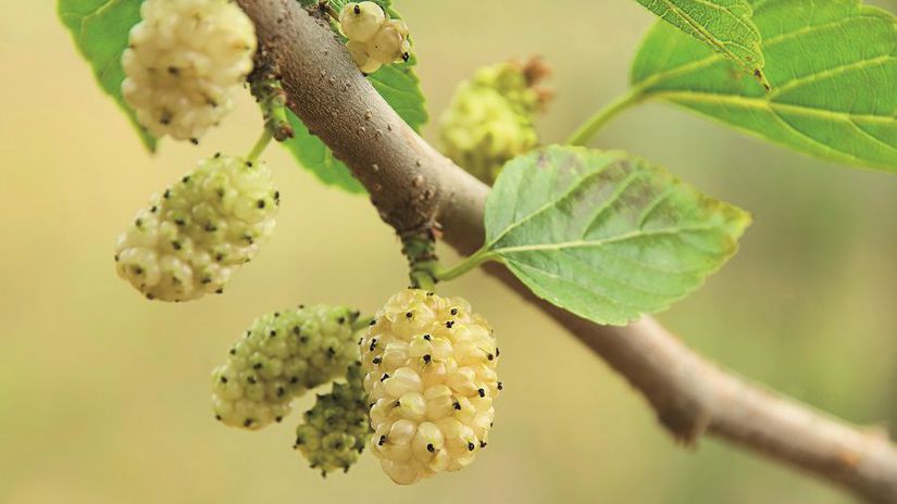 Moja hladina cukru v krvi je teraz na stabilnej urovni