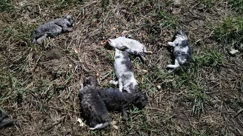 Nazov by mohol zniest Ohavny cin policia ziada o pomoc Skuma pripad usmrtenia deviatich maciatok