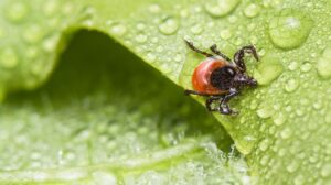 Preco idu klieszte prave po vas vedci odhalili krvnu skupinu ktera ich najviac pritahuje mozno ju mate aj vy