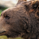 Pri Bystrici pribuda medvedov Mesto varuje obyvatelov zacina sa ruja budte opatrni