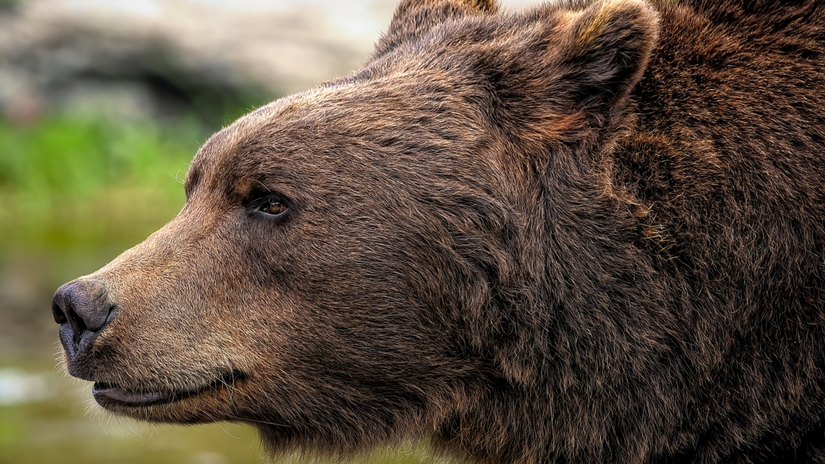 Pri Bystrici pribuda medvedov Mesto varuje obyvatelov zacina sa ruja budte opatrni