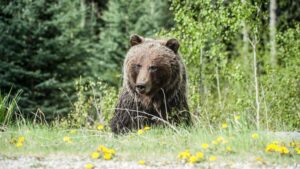 Sekundy hrozy na Urpine Medved napadol bezca zranenemu muzovi sa podarilo uniknut