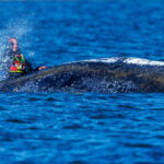Timmyho posledna sanca O osude velryby sa rozhoduje dnes Zufaly boj o zivot sleduje cele Nemecko