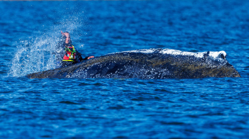 Timmyho posledna sanca O osude velryby sa rozhoduje dnes Zufaly boj o zivot sleduje cele Nemecko