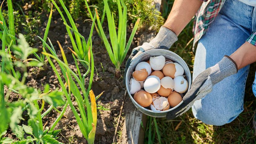 Vajecne skrupiny v zahrade pomahaju alebo skodia Pravda je ina nez si mysli vacsina
