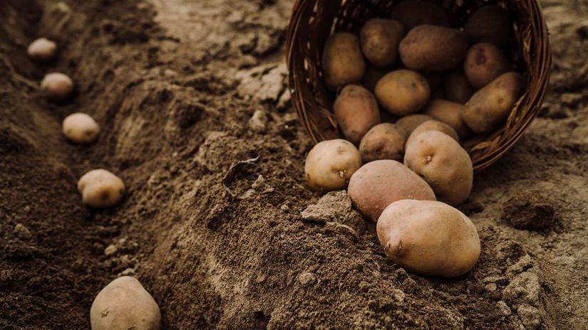 sadeniezemiakovvaprilia akichzasaditehlbokoleboprilishusto hluzybudumalem