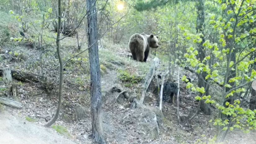 minimlne es medveov sa pohybuje v obbenej rekreanej zne mesto vyzva na zven opatrnos