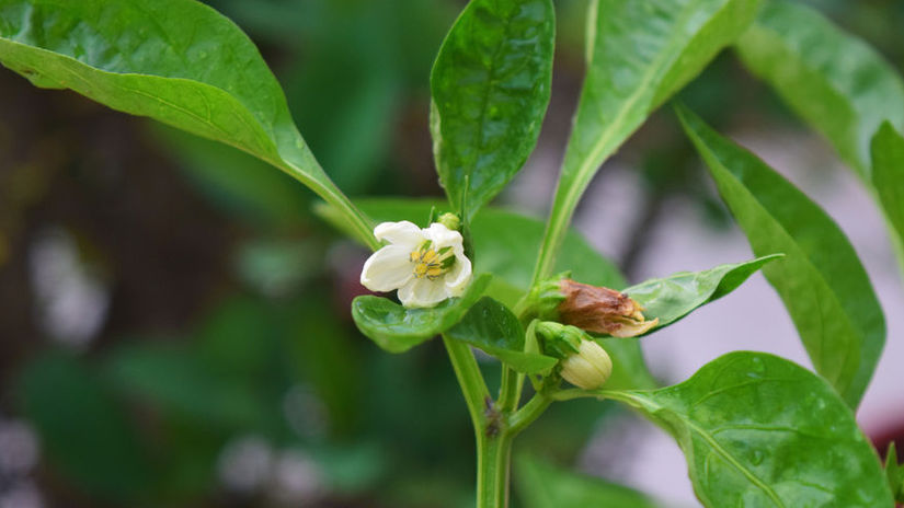 Paprika slabie kvitne alebo neudrzi kvety Mozno ju zavlazujete sposobom ktory jej skodi