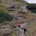 stuhla im krv v zilah tatransky medved prebehol priamo pomedzi sokovanych turistov komentar k videu bavi internet