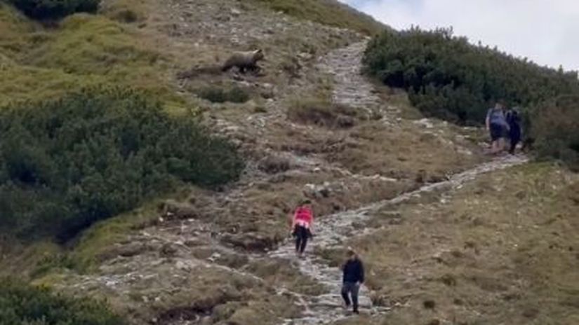 stuhla im krv v zilah tatransky medved prebehol priamo pomedzi sokovanych turistov komentar k videu bavi internet