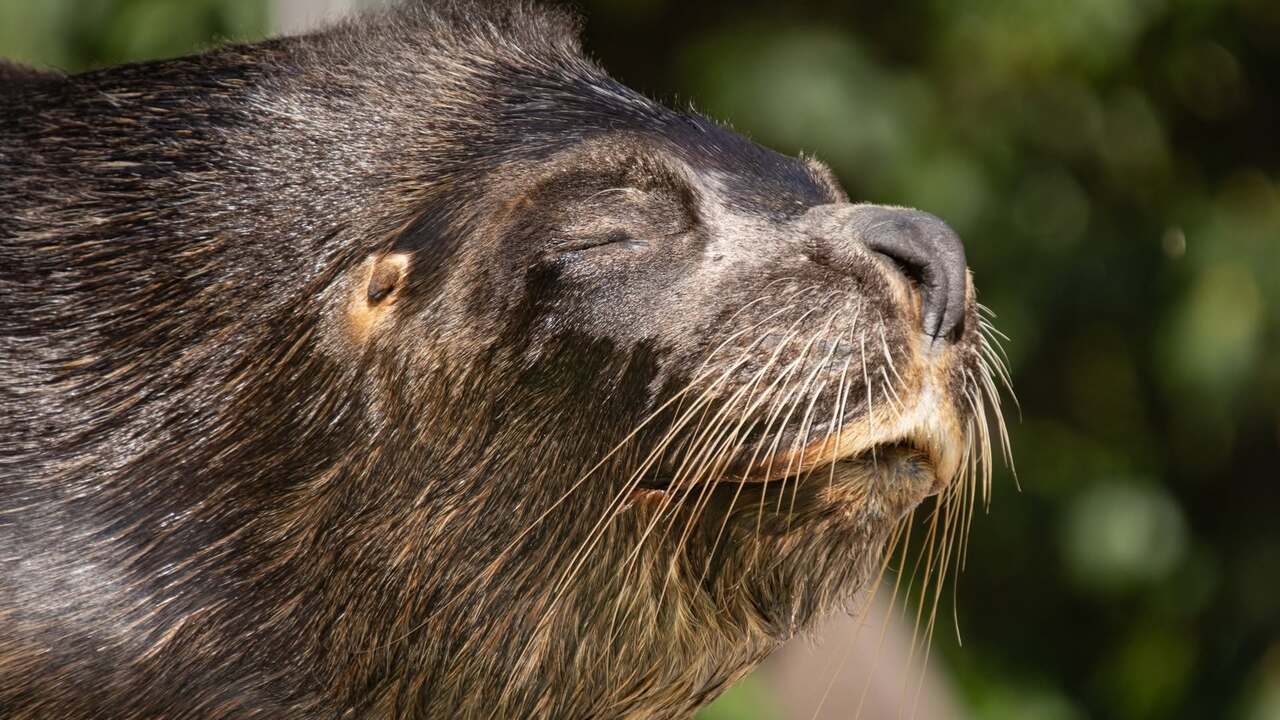 Česká zoo smúti za uškatcom Hugom. V jeho tele našli hlavu bábiky, ktorú do bazéna pravdepodobne vhodil návštevník. 9 Ceska zoo smuti za uskatcom Hugom V jeho tele nasli hlavu babiky ktoru do bazena pravdepodobne vhodil navstevnik