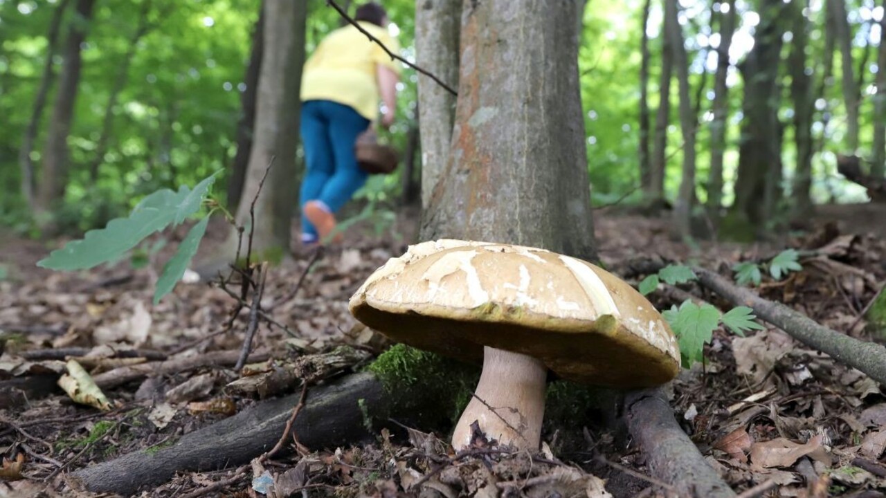 Mykolog Klimaticka zmena uz ovplyvnuje slovenske lesy Niektore huby mozu lokalne vyhynut in sa presuvaju na sever rozhovor
