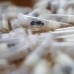 Su male vzacne a mimoriadne drahe exoticke mravce lakaju zberatelov paserakov aj cierny trh mozu vsak predstavovat hrozbu