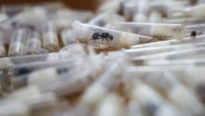 Su male vzacne a mimoriadne drahe exoticke mravce lakaju zberatelov paserakov aj cierny trh mozu vsak predstavovat hrozbu