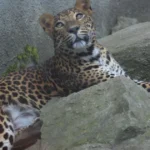 Leopard v holandskom safari parku napadol ošetrovateľku, jej stav je kritický