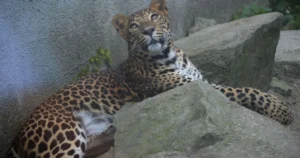 Leopard v holandskom safari parku napadol ošetrovateľku, jej stav je kritický