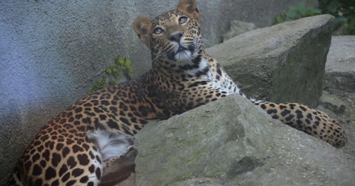 Leopard v holandskom safari parku napadol ošetrovateľku, jej stav je kritický