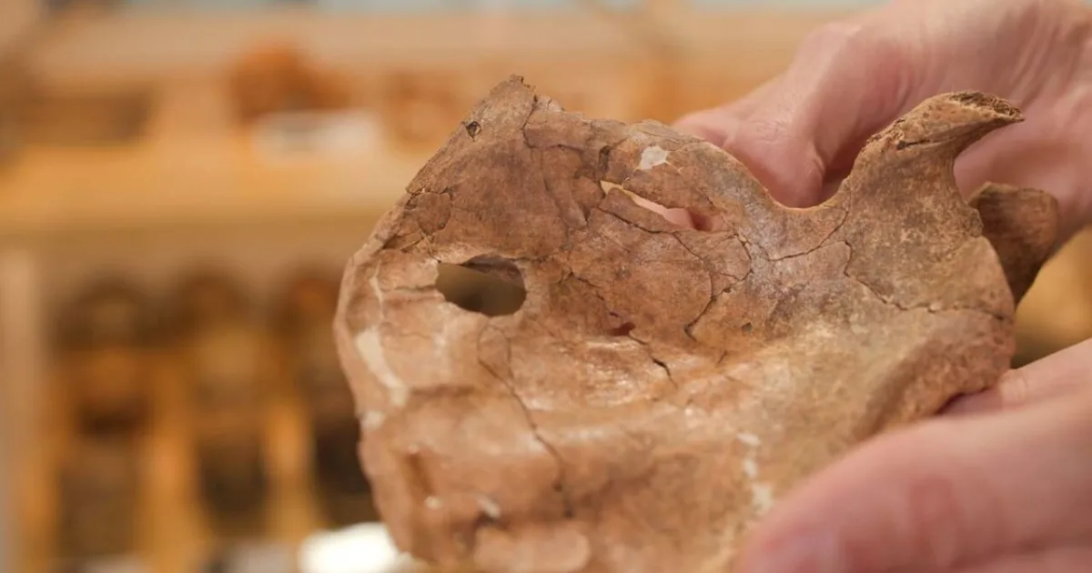 Neandertálec prežil vážne zranenie tváre. Zabil ho zrejme drevený oštep