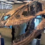 Roky si mysleli, že ide o mláďa T-rexa. Kostru Nanotyranna predali za 47 miliónov dolárov