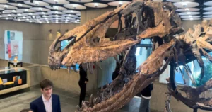 Roky si mysleli, že ide o mláďa T-rexa. Kostru Nanotyranna predali za 47 miliónov dolárov