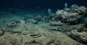 Vojna zanechala na dne oceánu nebezpečné dedičstvo. V rope sa skrýva prekvapenie